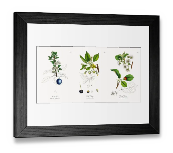 Framed Print : Wild Plum, Prunus domestica, Victorian Botanical Illustration, 1863 Framed Print : Wild Plum, Prunus domestica, Victorian Botanical Illustration, 1863