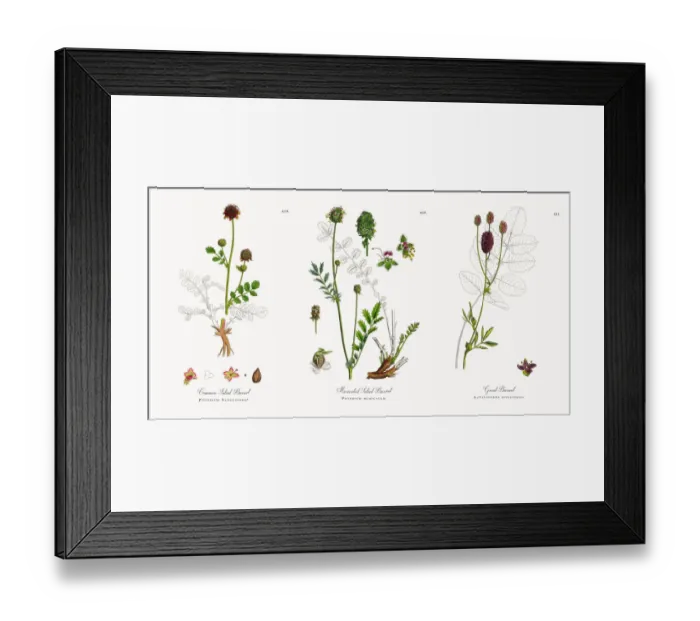 Framed Print : Common Salad Burnet, Poterium Sanguisorba, Victorian Botanical Illustration, 1863
