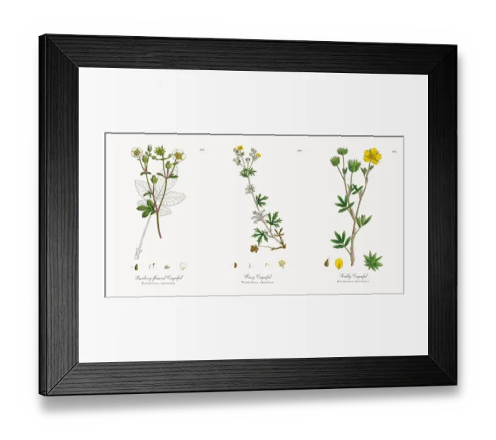 Framed Print : Strawberry-flowered Cinquefoil, Potentilla rupestris, Victorian Botanical Illustration, 1863 Framed Print : Strawberry-flowered Cinquefoil, Potentilla rupestris, Victorian Botanical Illustration, 1863