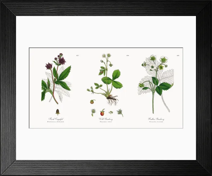 Framed Print : Marsh Cinquefoil, Potentilla Comarum, Victorian Botanical Illustration, 1863 Framed Print : Marsh Cinquefoil, Potentilla Comarum, Victorian Botanical Illustration, 1863