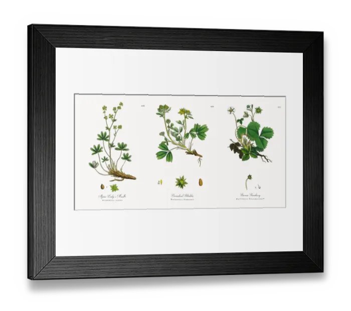 Framed Print : Alpine Ladyas Mantle, Alchemilla alpina, Victorian Botanical Illustration, 1863 Framed Print : Alpine Ladyas Mantle, Alchemilla alpina, Victorian Botanical Illustration, 1863