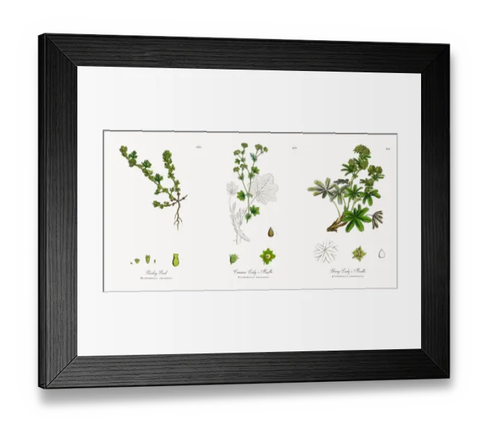 Framed Print : Parsley Piert, Alchemilla arvensis, Victorian Botanical Illustration, 1863 Framed Print : Parsley Piert, Alchemilla arvensis, Victorian Botanical Illustration, 1863