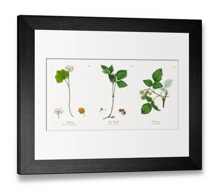 Framed Print : Cloudberry, Rubus Chamaemorus, Victorian Botanical Illustration, 1863 Framed Print : Cloudberry, Rubus Chamaemorus, Victorian Botanical Illustration, 1863