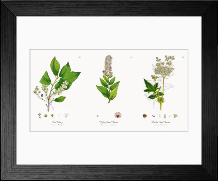 Framed Print : Bird Cherry, Prunus Padus, Victorian Botanical Illustration, 1863