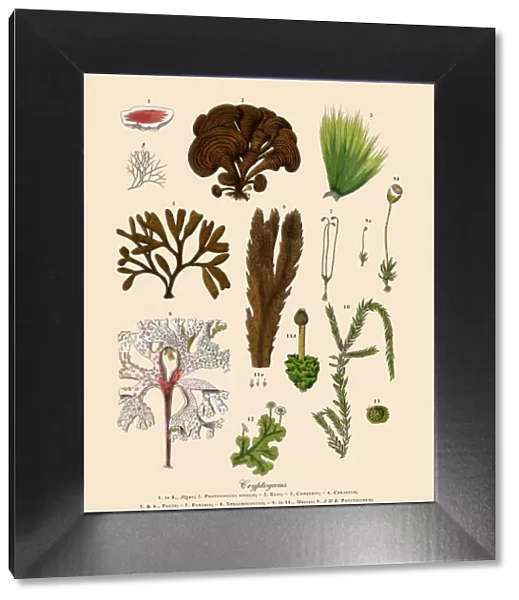 Cryptogam, Algae, Lichens, Mosses, Ferns, Victorian Botanical Illustration