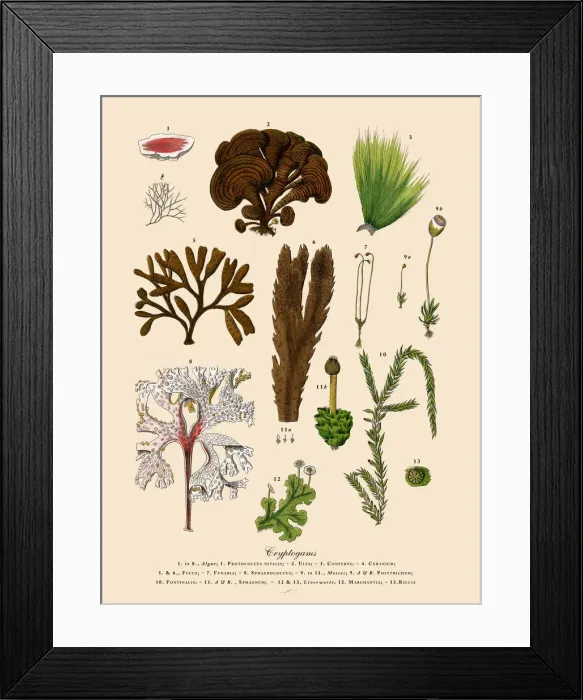Framed Print : Cryptogam, Algae, Lichens, Mosses, Ferns, Victorian Botanical Illustration Framed Print : Cryptogam, Algae, Lichens, Mosses, Ferns, Victorian Botanical Illustration