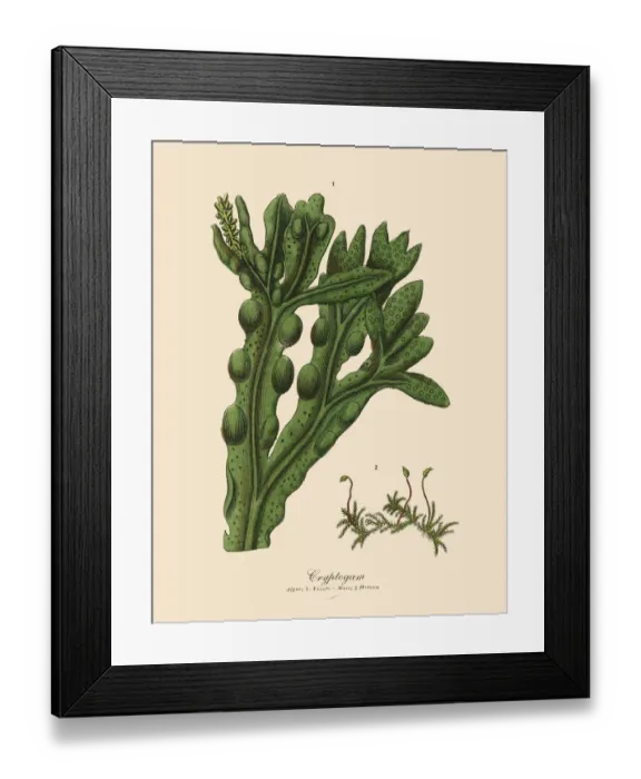 Framed Print : Cryptogam, Algae, Lichens, Mosses, Ferns, Victorian Botanical Illustration Framed Print : Cryptogam, Algae, Lichens, Mosses, Ferns, Victorian Botanical Illustration
