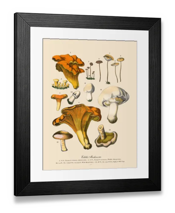 Framed Print : Edible Mushrooms, Victorian Botanical Illustration Framed Print : Edible Mushrooms, Victorian Botanical Illustration