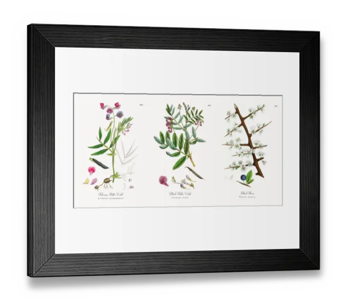 Framed Print : Tuberous Bitter Vetch, Lathyrus macrorrhizus, Victorian Botanical Illustration, 1863 Framed Print : Tuberous Bitter Vetch, Lathyrus macrorrhizus, Victorian Botanical Illustration, 1863