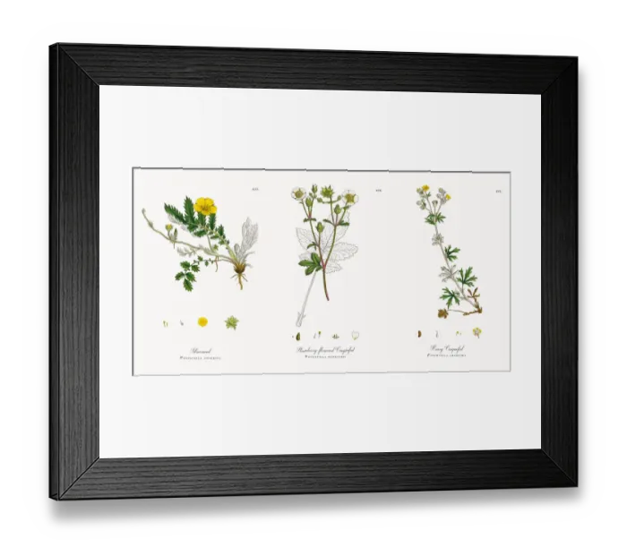 Framed Print : Silverweed, Potentilla anserina, Victorian Botanical Illustration, 1863 Framed Print : Silverweed, Potentilla anserina, Victorian Botanical Illustration, 1863