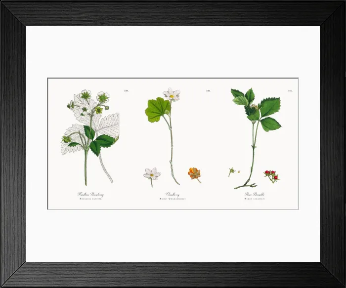 Framed Print : Hautbois Strawberry, Fragaria elatior, Victorian Botanical Illustration, 1863 Framed Print : Hautbois Strawberry, Fragaria elatior, Victorian Botanical Illustration, 1863