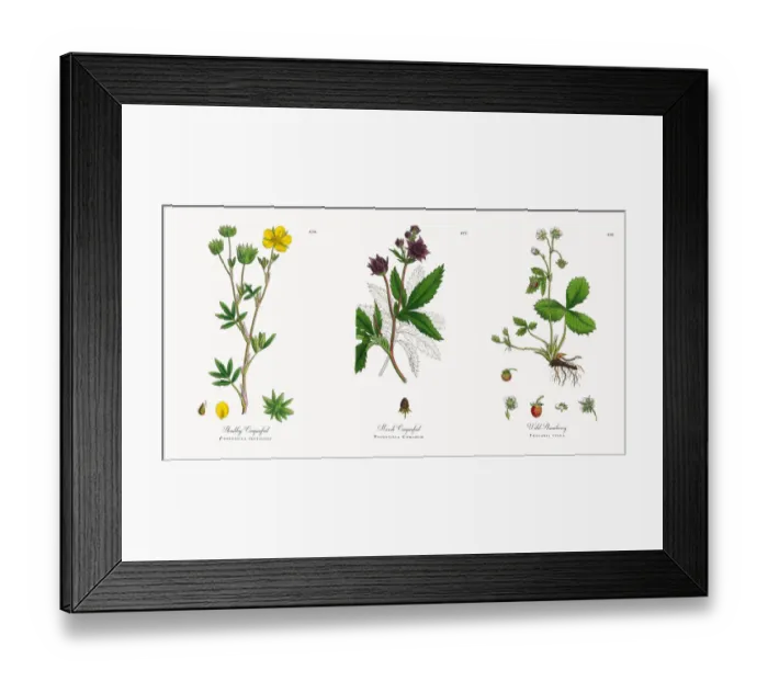 Framed Print : Shrubby Cinquefoil, Potentilla fruticosa, Victorian Botanical Illustration, 1863 Framed Print : Shrubby Cinquefoil, Potentilla fruticosa, Victorian Botanical Illustration, 1863