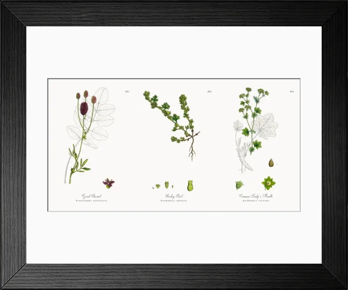 Framed Print : Great Burnet, Sanguisorba officinalis, Victorian Botanical Illustration, 1863 Framed Print : Great Burnet, Sanguisorba officinalis, Victorian Botanical Illustration, 1863
