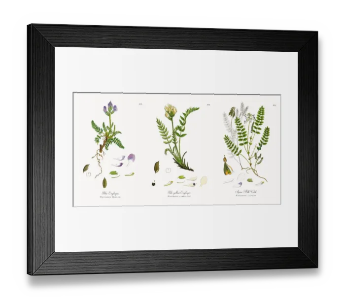 Framed Print : Blue Oxytropis, Oxytropis Halleri, Victorian Botanical Illustration, 1863