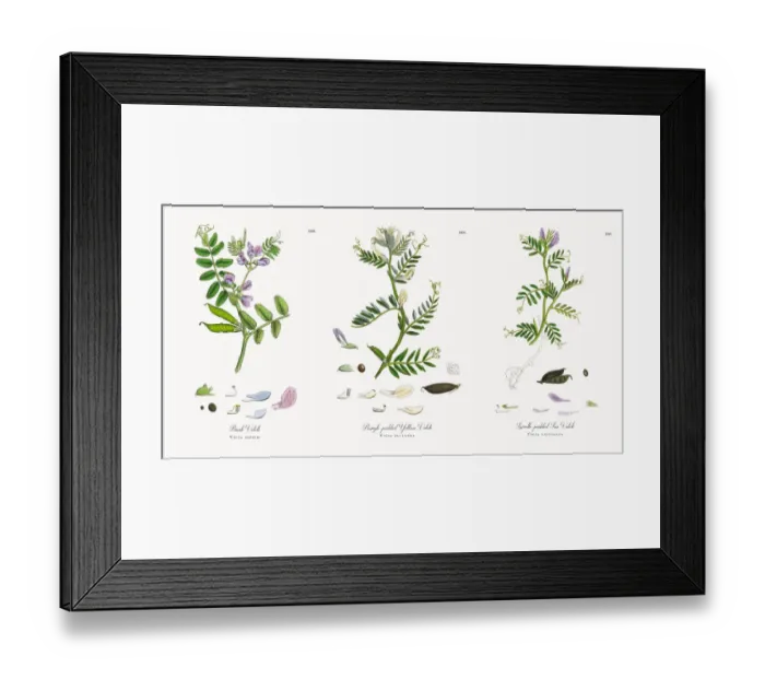 Framed Print : Bush Vetch, Vicia sepium, Victorian Botanical Illustration, 1863