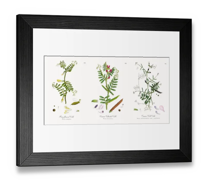 Framed Print : Hairy-flowered Vetch, Vicia hybrida, Victorian Botanical Illustration, 1863 Framed Print : Hairy-flowered Vetch, Vicia hybrida, Victorian Botanical Illustration, 1863