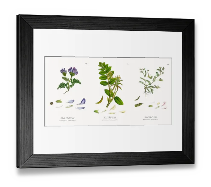 Framed Print : Purple Milk Vetch, Astragalus bypoglottis, Victorian Botanical Illustration, 1863 Framed Print : Purple Milk Vetch, Astragalus bypoglottis, Victorian Botanical Illustration, 1863