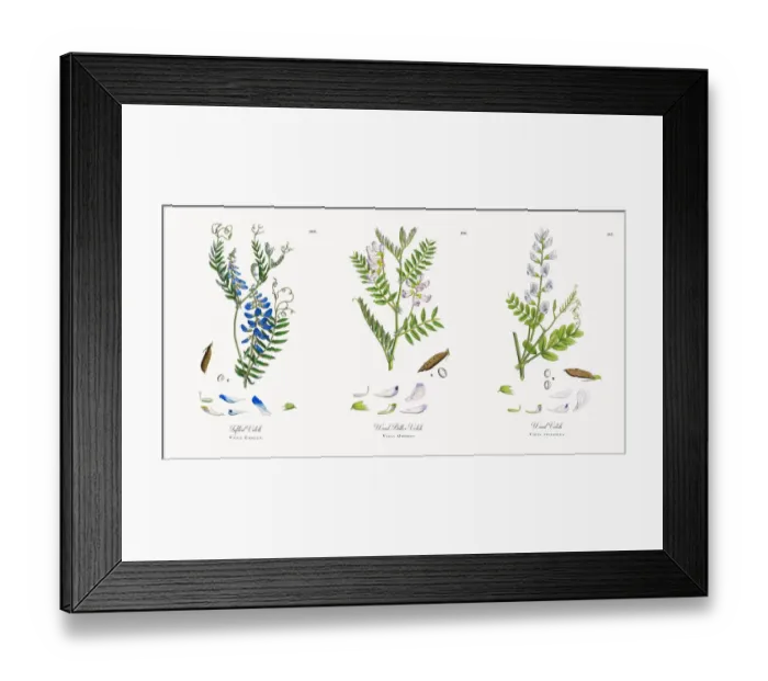 Framed Print : Tufted Vetch, Vicia Cracca, Victorian Botanical Illustration, 1863 Framed Print : Tufted Vetch, Vicia Cracca, Victorian Botanical Illustration, 1863
