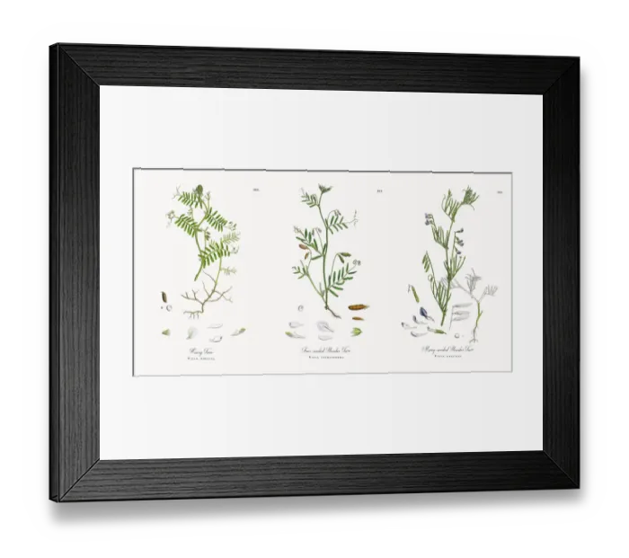 Framed Print : Hairy Tare, Vicia hirsuta, Victorian Botanical Illustration, 1863 Framed Print : Hairy Tare, Vicia hirsuta, Victorian Botanical Illustration, 1863