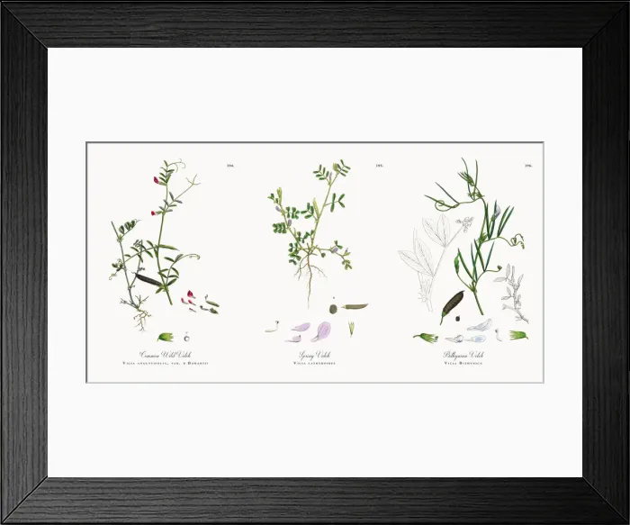 Framed Print : Common Wild Vetch, Vicia angustifolia, var. a Bobartii, Victorian Botanical Illustration, 1863