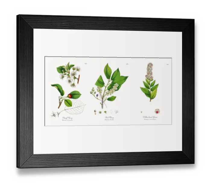 Framed Print : Dwarf Cherry, Prunus Cerasus, Victorian Botanical Illustration, 1863
