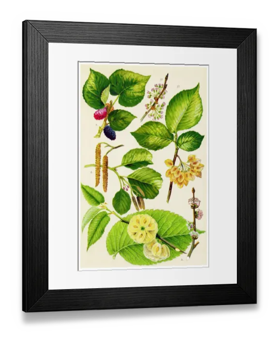 Framed Print : Medicinal and Herbal Plants Framed Print : Medicinal and Herbal Plants