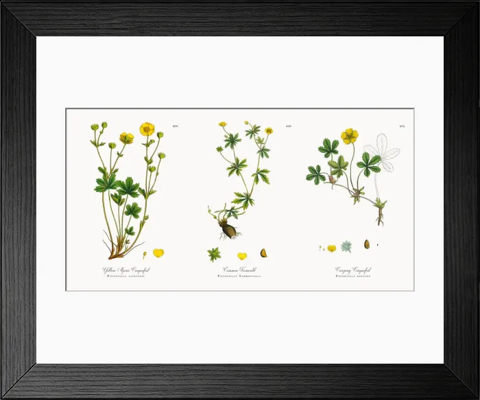 Framed Print : Yellow Alpine Cinquefoil, Potentilla alpestris, Victorian Botanical Illustration, 1863 Framed Print : Yellow Alpine Cinquefoil, Potentilla alpestris, Victorian Botanical Illustration, 1863