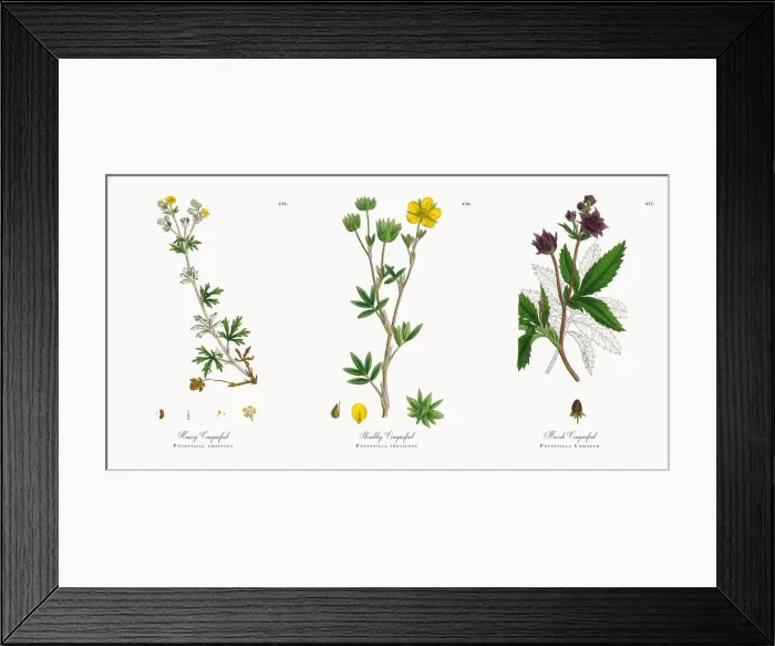 Framed Print : Hoary Cinquefoil, Potentilla argentea, Victorian Botanical Illustration, 1863 Framed Print : Hoary Cinquefoil, Potentilla argentea, Victorian Botanical Illustration, 1863