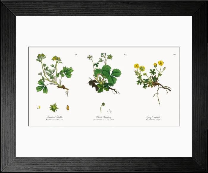 Framed Print : Procumbent Sibbaldia, Potentilla Sibbaldia, Victorian Botanical Illustration, 1863 Framed Print : Procumbent Sibbaldia, Potentilla Sibbaldia, Victorian Botanical Illustration, 1863
