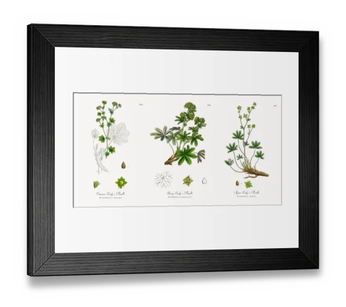 Framed Print : Common Ladyas Mantle, Alchemilla vulgaris, Victorian Botanical Illustration, 1863