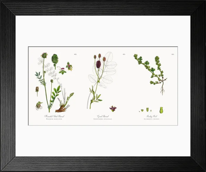 Framed Print : Muricated Salad Burnet, Poterium muricatum, Victorian Botanical Illustration, 1863 Framed Print : Muricated Salad Burnet, Poterium muricatum, Victorian Botanical Illustration, 1863