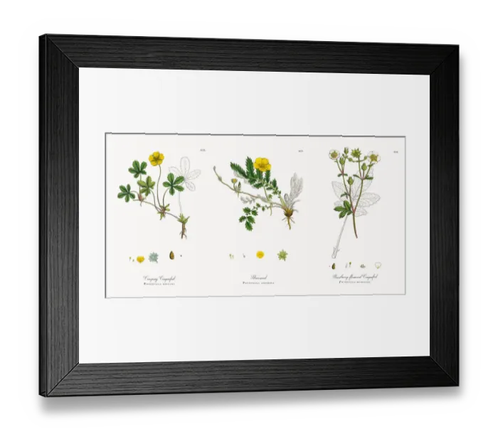 Framed Print : Creeping Cinquefoil, Potentilla reptans, Victorian Botanical Illustration, 1863 Framed Print : Creeping Cinquefoil, Potentilla reptans, Victorian Botanical Illustration, 1863