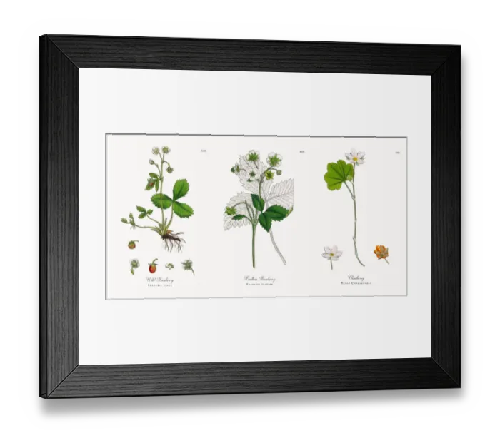 Framed Print : Wild Strawberry, Fragaria vesca, Victorian Botanical Illustration, 1863