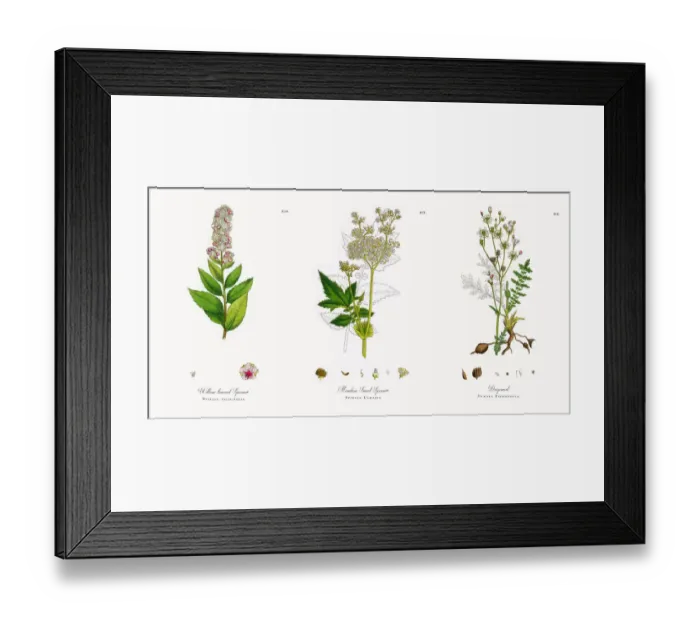 Framed Print : Willow-leaved Spiraea, Spiraea salicifolia, Victorian Botanical Illustration, 1863 Framed Print : Willow-leaved Spiraea, Spiraea salicifolia, Victorian Botanical Illustration, 1863