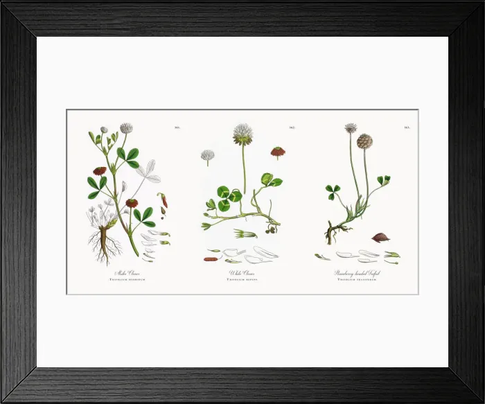 Framed Print : Alsike Clover, Trifolium hybridum, Victorian Botanical Illustration, 1863 Framed Print : Alsike Clover, Trifolium hybridum, Victorian Botanical Illustration, 1863