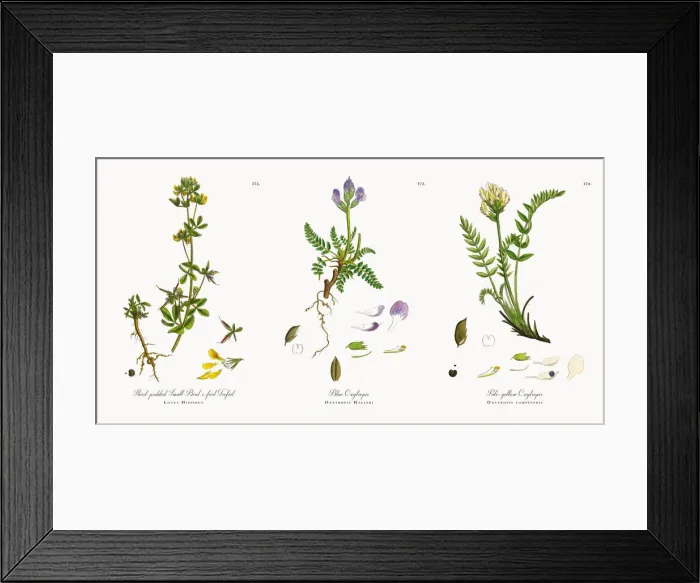 Framed Print : Short-podded Small Birdas-foot Trefoil, Lotus Hispidus, Victorian Botanical Illustration, 1863 Framed Print : Short-podded Small Birdas-foot Trefoil, Lotus Hispidus, Victorian Botanical Illustration, 1863