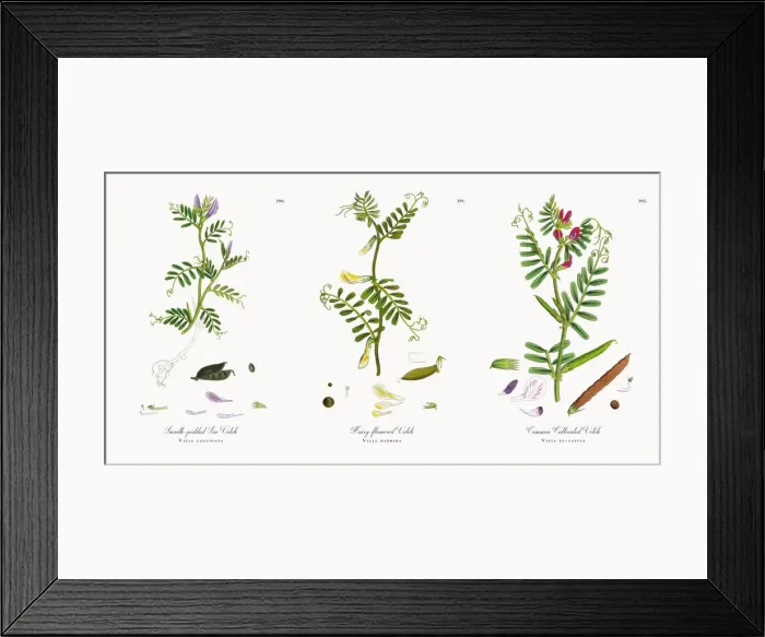 Framed Print : Smooth-podded Sea Vetch, Vicia laevigata, Victorian Botanical Illustration, 1863 Framed Print : Smooth-podded Sea Vetch, Vicia laevigata, Victorian Botanical Illustration, 1863