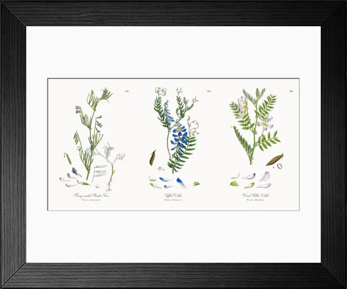 Framed Print : Many-seeded Slender Tare, Vicia gracilis, Victorian Botanical Illustration, 1863