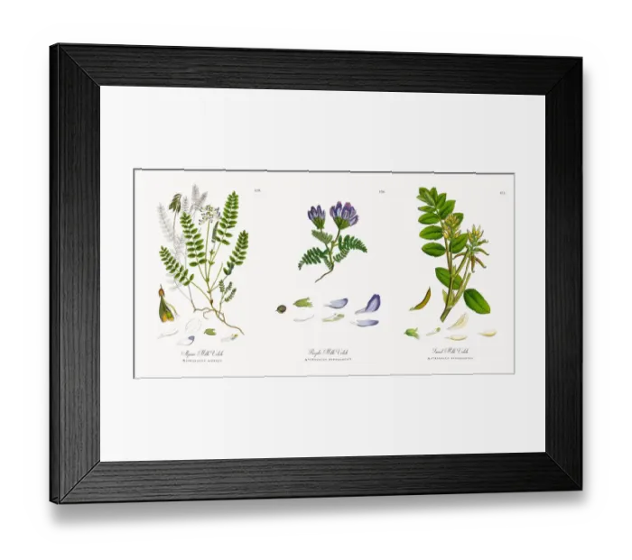 Framed Print : Alpine Milk Vetch, Astragalus alpinus, Victorian Botanical Illustration, 1863 Framed Print : Alpine Milk Vetch, Astragalus alpinus, Victorian Botanical Illustration, 1863