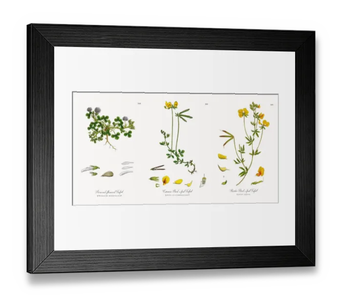 Framed Print : Reversed-flowered Trefoil, Trifolium resupinatum, Victorian Botanical Illustration, 1863 Framed Print : Reversed-flowered Trefoil, Trifolium resupinatum, Victorian Botanical Illustration, 1863