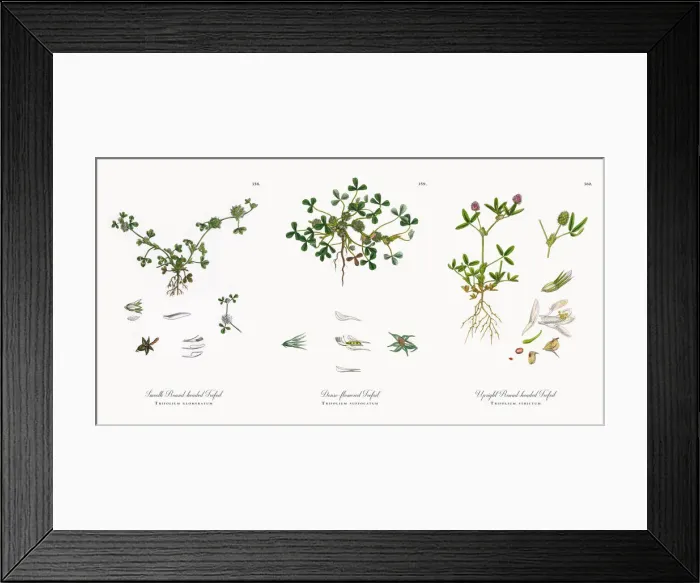 Framed Print : Smooth Round-headed Trefoil, Trifolium glomeratum, Victorian Botanical Illustration, 1863 Framed Print : Smooth Round-headed Trefoil, Trifolium glomeratum, Victorian Botanical Illustration, 1863