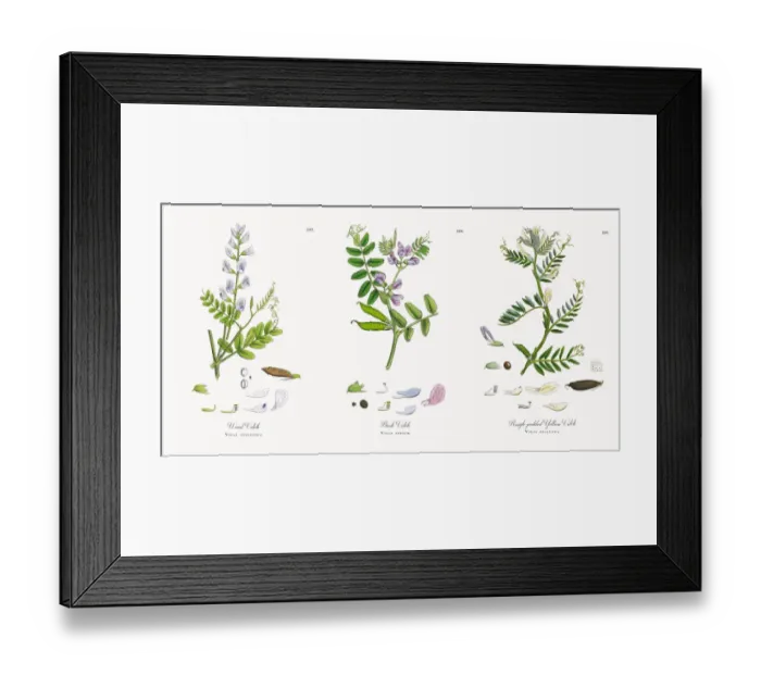 Framed Print : Wood Vetch, Vicia sylvatica, Victorian Botanical Illustration, 1863 Framed Print : Wood Vetch, Vicia sylvatica, Victorian Botanical Illustration, 1863
