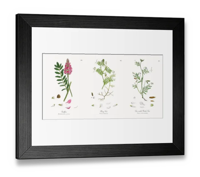 Framed Print : Saintfoin, Onobrychis sativa, Victorian Botanical Illustration, 1863 Framed Print : Saintfoin, Onobrychis sativa, Victorian Botanical Illustration, 1863