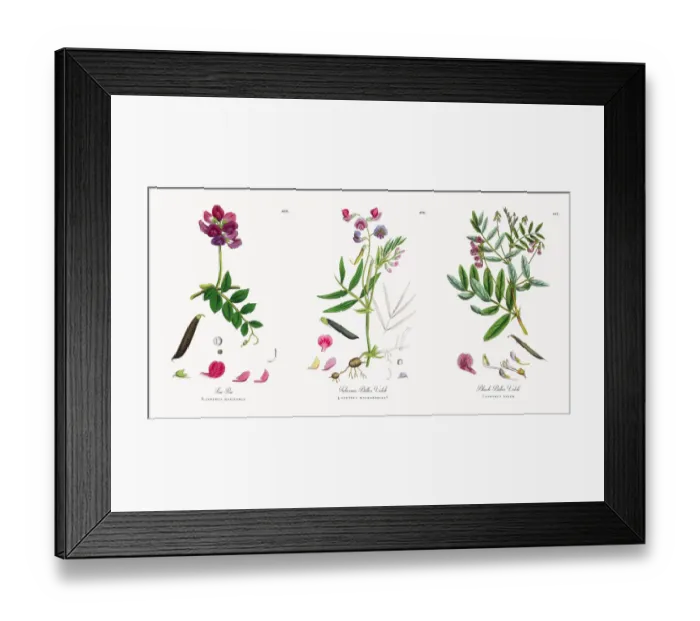 Framed Print : Sea Pea, Lathyrus maritimus, Victorian Botanical Illustration, 1863