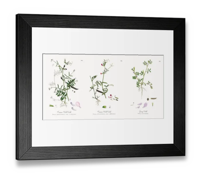 Framed Print : Common Wild Vetch, Vicia angustifolia, var. a segetalis, Victorian Botanical Illustration, 1863 Framed Print : Common Wild Vetch, Vicia angustifolia, var. a segetalis, Victorian Botanical Illustration, 1863