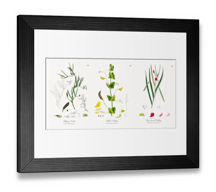 Framed Print : Bithynian Vetch, Vicia Bithynica, Victorian Botanical Illustration, 1863 Framed Print : Bithynian Vetch, Vicia Bithynica, Victorian Botanical Illustration, 1863