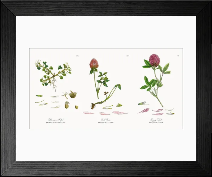 Framed Print : Subterranean Trefoil, Trifolium Subterraneum, Victorian Botanical Illustration, 1863 Framed Print : Subterranean Trefoil, Trifolium Subterraneum, Victorian Botanical Illustration, 1863