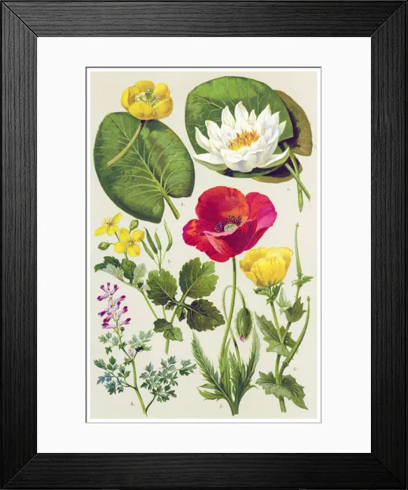 Framed Print : Medicinal and Herbal Plants Framed Print : Medicinal and Herbal Plants