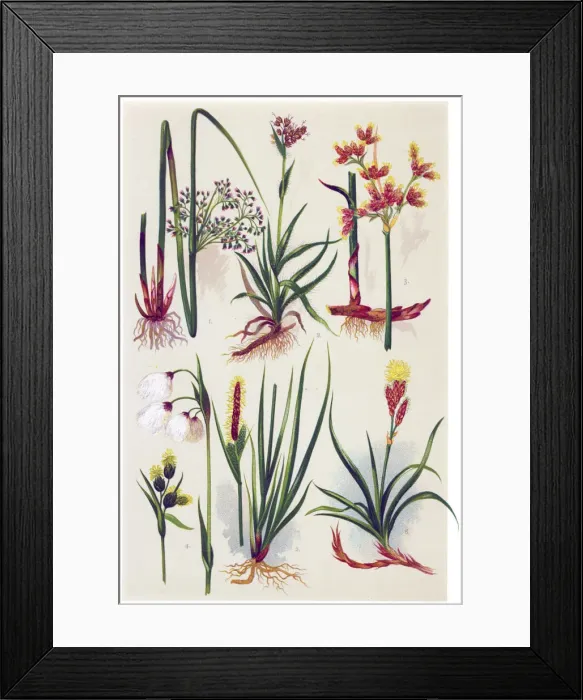 Framed Print : Medicinal and Herbal Plants Framed Print : Medicinal and Herbal Plants