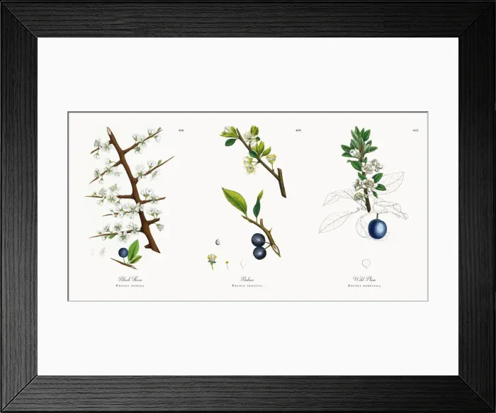 Framed Print : Black Thorn, Prunus spinosa, Victorian Botanical Illustration, 1863 Framed Print : Black Thorn, Prunus spinosa, Victorian Botanical Illustration, 1863